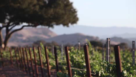hora mágica luz sobre robles y vides en un hermoso viñedo en el valle de santa ynez ava