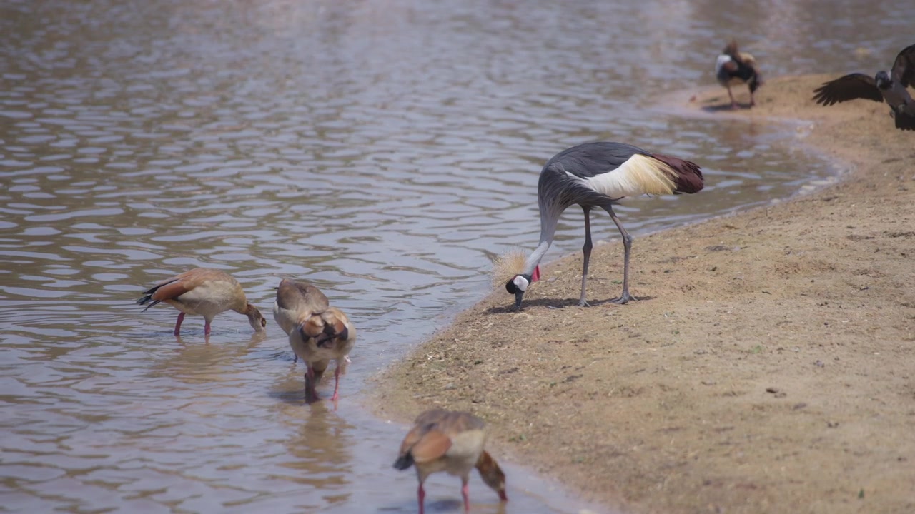 Gru coronata che mangia accanto a un lago