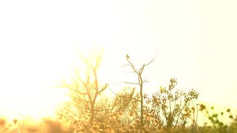 Kleiner-Vogel,-Der-Auf-Totem-Baum-Vor-Einem-Hintergrund-Von-Sonnenuntergang-Und-Bergen-Hockt