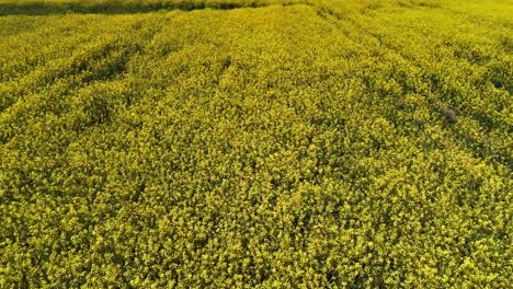 expansive rapeseed field in full bloom on a sunny day, aerial view