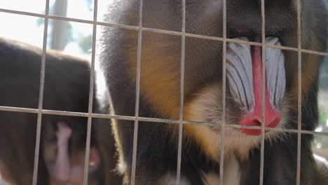 Close-up-of-a-male-mandrill-in-captivity-as-he-picks-seeds-and-insects-from-the-ground-and-eats-them