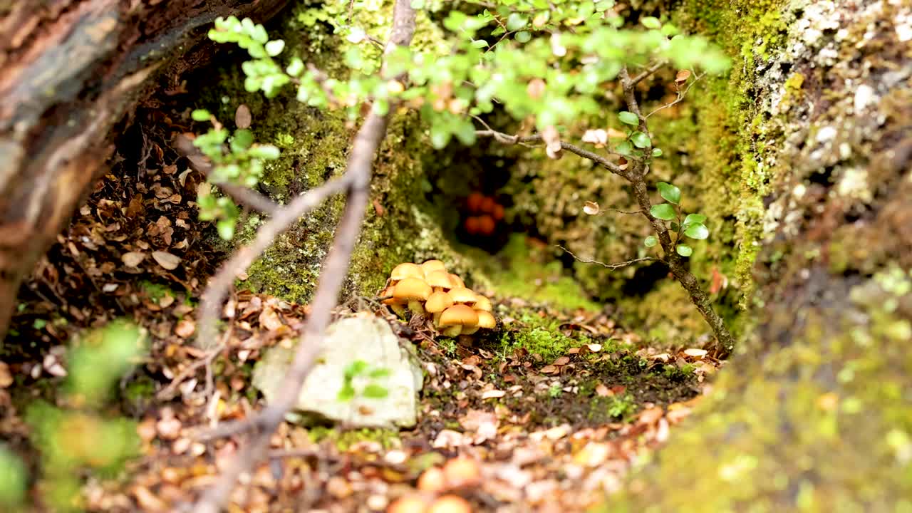 Close-up of mushrooms and moss in a forest setting, with natural lighting and vibrant greenery, captured in Queenstown, New Zealand