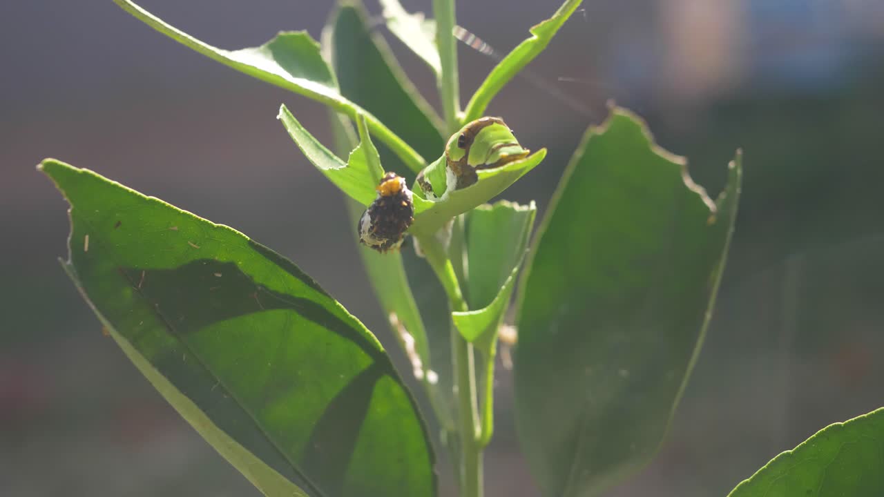 orugas verdes comiendo una hoja verde