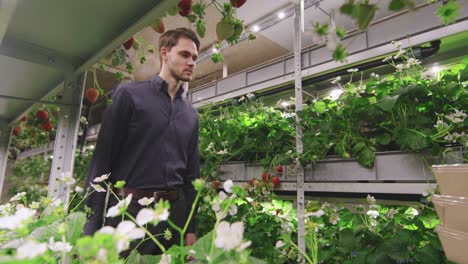 arbeiterin der vertikalen farm, die einen stapel container mit frischen, reifen erdbeeren an einen jungen geschäftsmann weitergibt, während beide im gang stehen