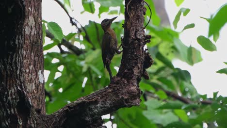 pica desde la parte inferior de la rama luego sube en busca de más insectos para comer, pájaro carpintero laced picus vittatus hembra, tailandia