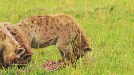 disparo en cámara lenta de dos hienas comiendo presas desechadas, matanza sangrienta, sangre en la piel, ecosistema de vida silvestre africana, círculo de la vida en la reserva nacional de kenia, animales de safari de áfrica en masai mara