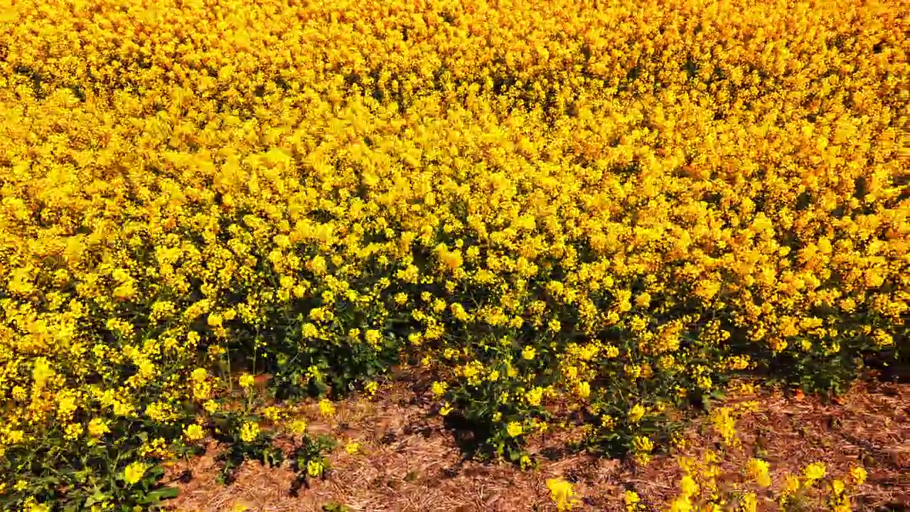 Texture aerea a pieno formato di fitta fioritura gialla di colza con steli e foglie verdi sotto la luce del giorno. Vista dall'alto ravvicinata di fiori di colza gialli in fiore.