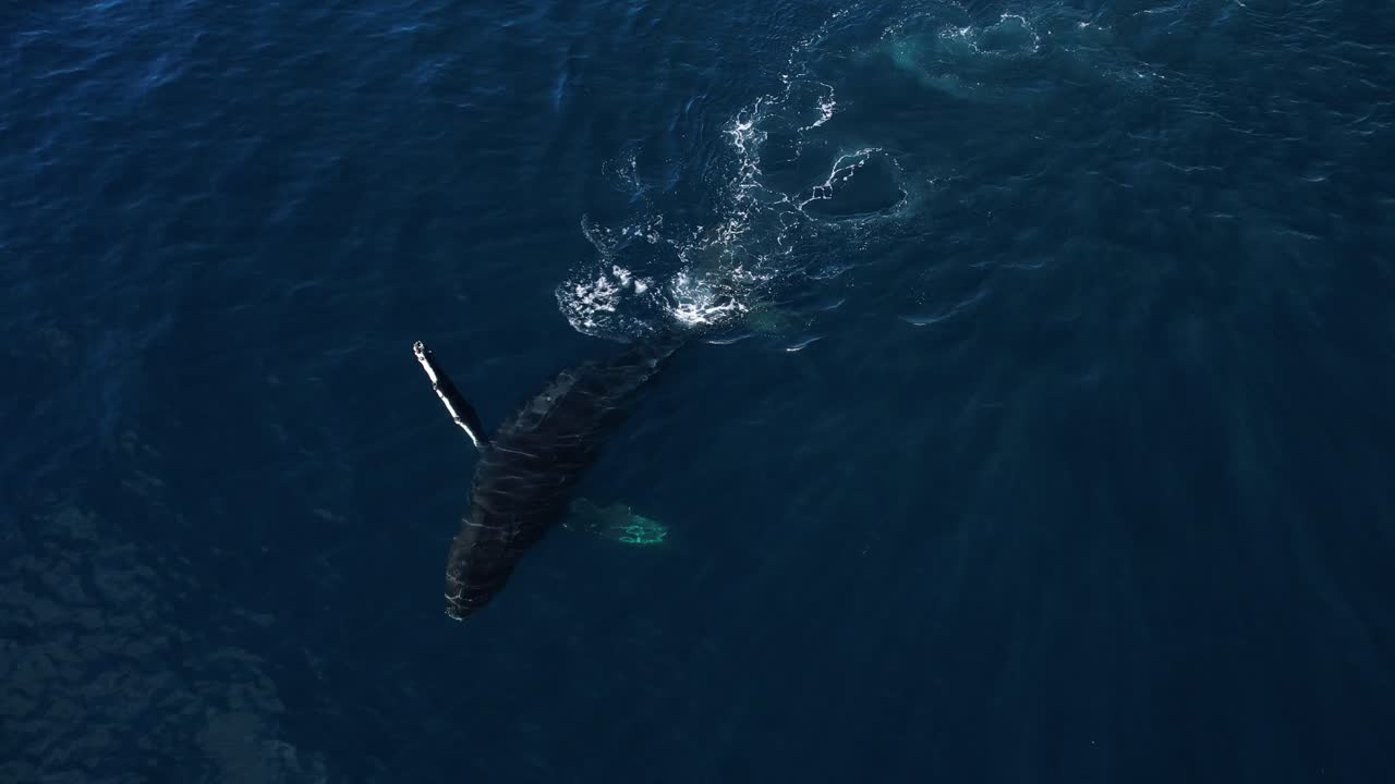4k Drone footage of a Humpback Whale pectoral slapping as a seagull flies by in the Southern California waters near Dana Point
