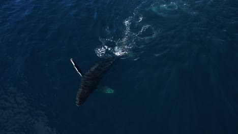 4K-Drohnenaufnahmen-Eines-Buckelwals,-Der-In-Den-Südkalifornischen-Gewässern-In-Der-Nähe-Von-Dana-Point-Auf-Die-Brust-Schlägt,-Während-Eine-Möwe-Vorbeifliegt