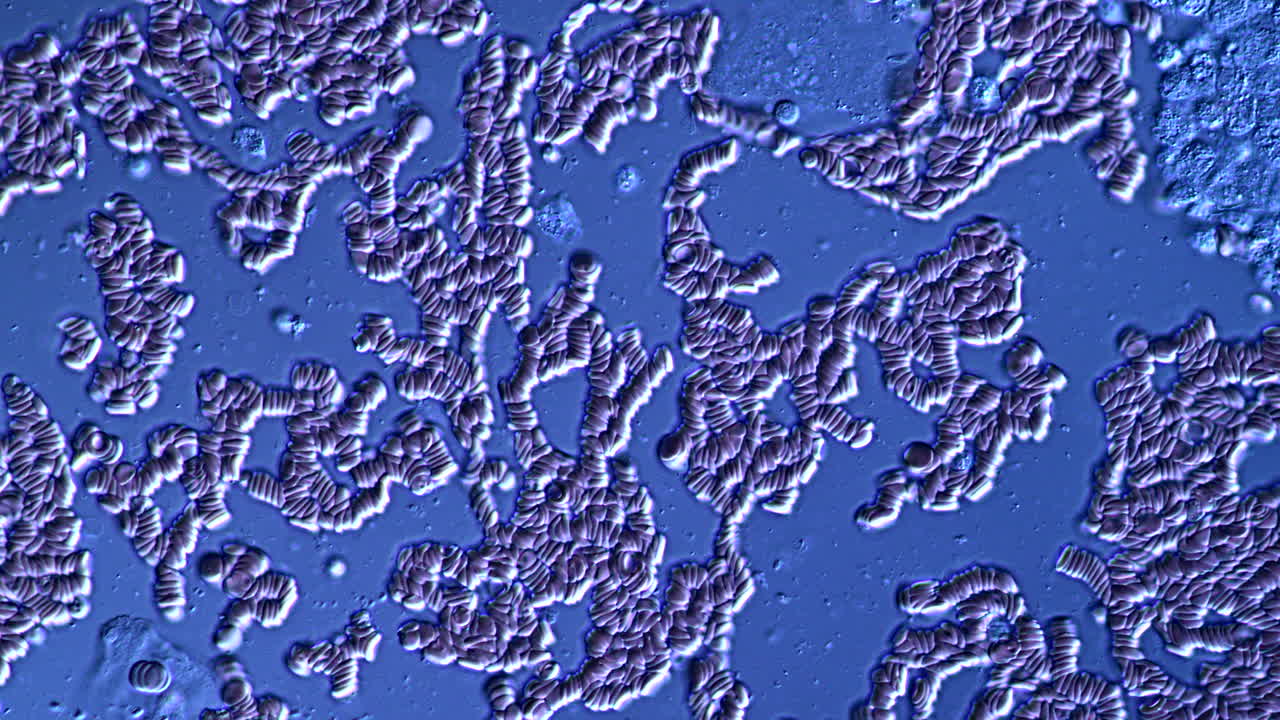 Microscopic View of Human Red Blood Cells