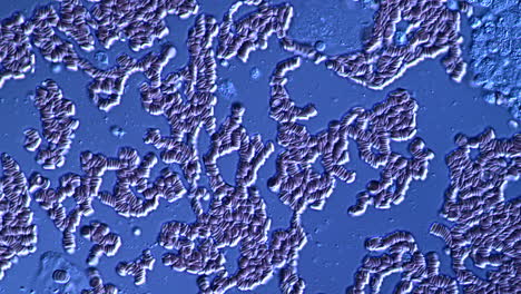 microscopic view of human red blood cells