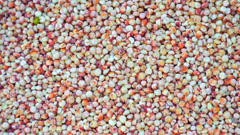rotating shot of red sorghum, top view, texture