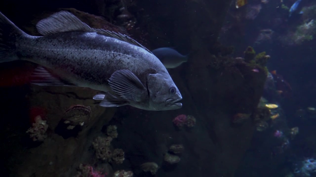 Grandi pesci che nuotano in un enorme acquario presso l'Accademia delle Scienze a San Francisco, California