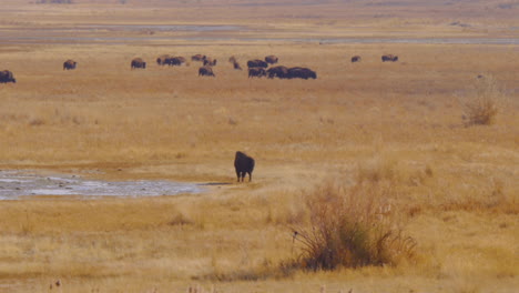 una toma panorámica de un gran rebaño de bisontes americanos o búfalos en las orillas del lago salado en la isla de antílopes de utah