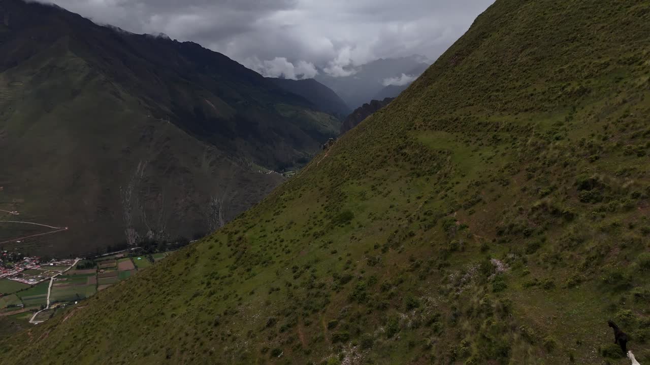 Aerial Drone view of wild horses running along a grassy mountain range in Ollantaytambo Peru