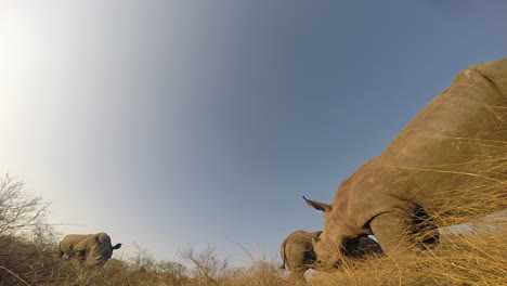 rinoceronte blanco del sur pastando pacíficamente en un día soleado, un individuo se mueve hacia el marco desde la derecha, vista de gran angular capturada en el gran parque kruger