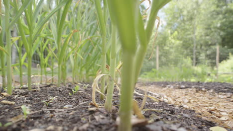 garlic and parsnip planted in garden bed, low angle tracking left