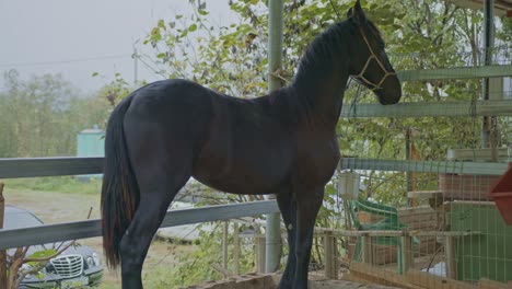 Caballo-Animales-La-Vida-Silvestre-Primer-Plano