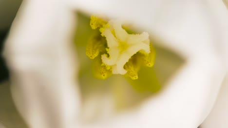 pull focus to pollen stem of lily plant