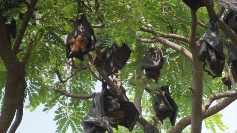 murciélagos frutales colgando de los árboles vista de cerca