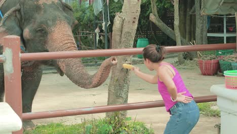 Turista-Tailandés-Alimentando-A-Un-Elefante-En-Un-Recinto-En-Tailandia