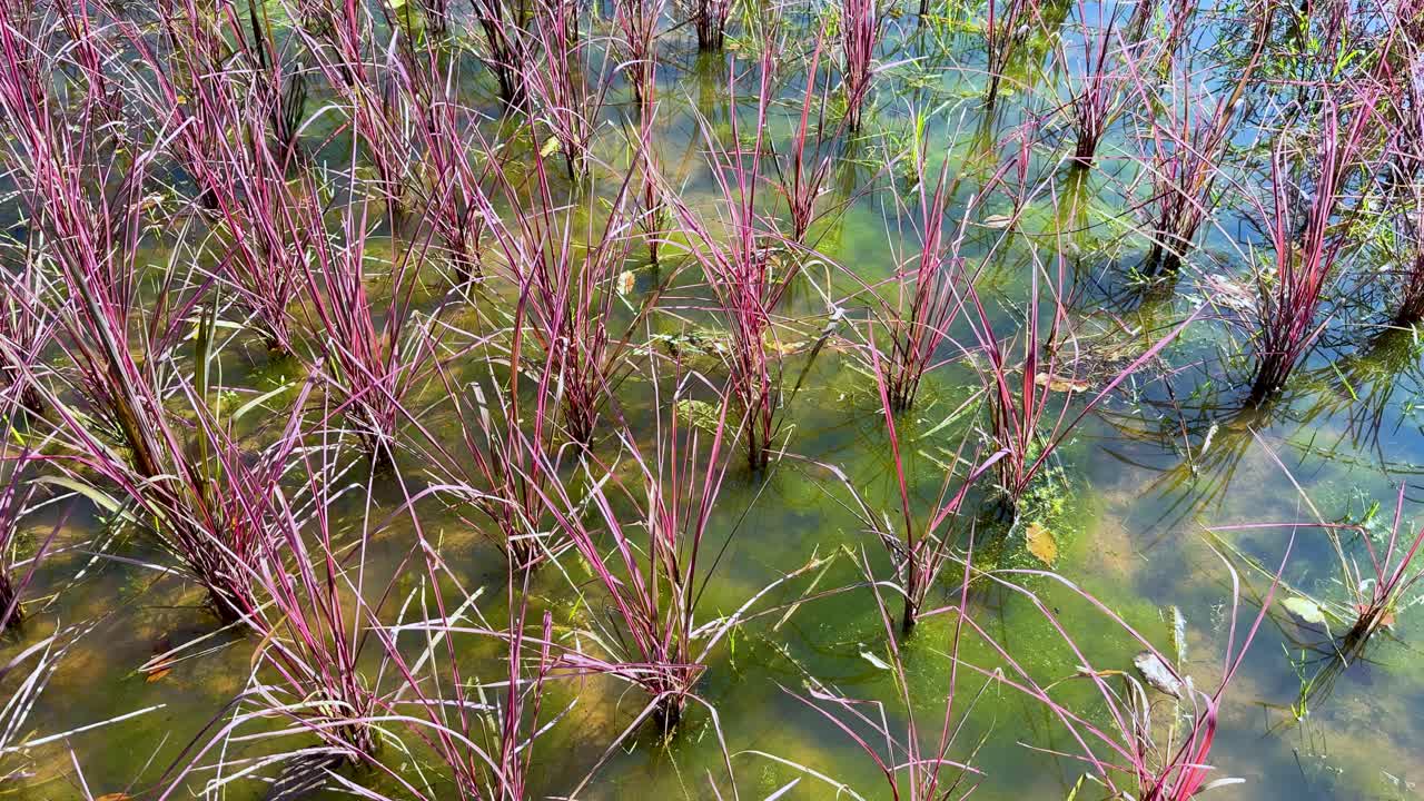 plantas de arroz coloridas balanceándose en el agua