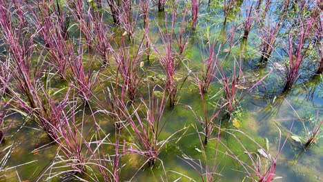 colorful rice plants swaying in water