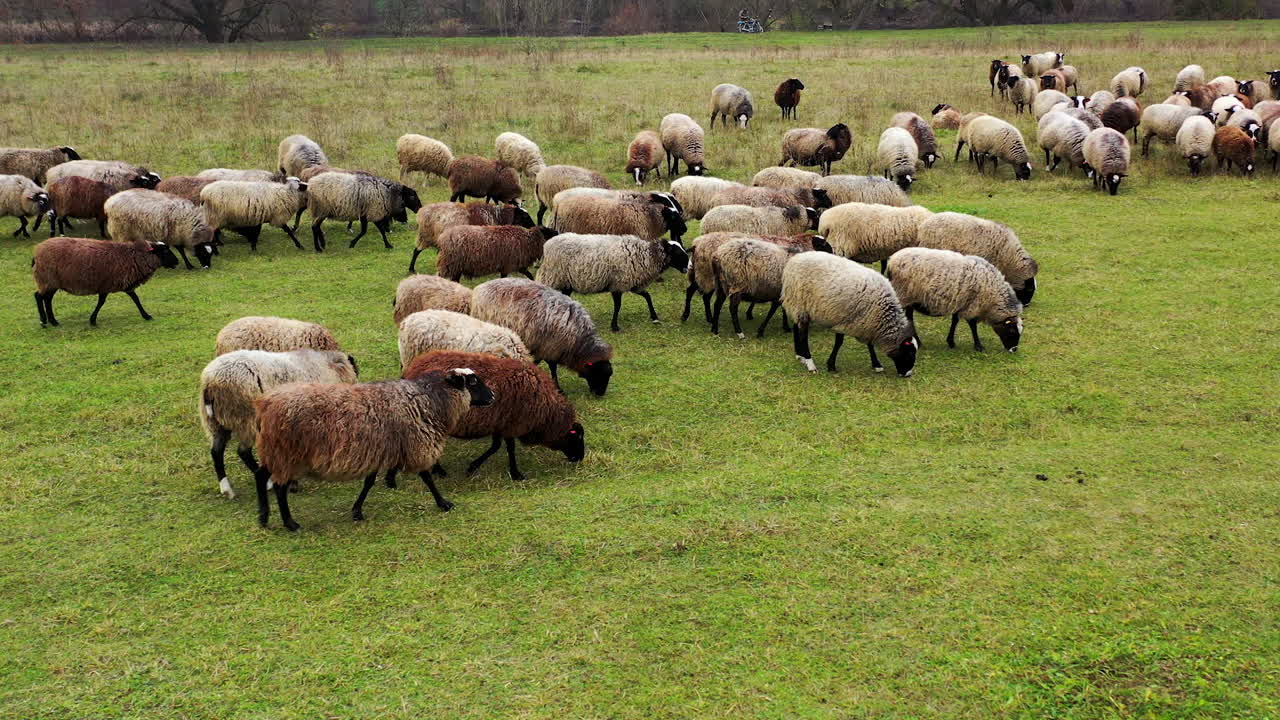 Close up video of sheep flock walking in sunny summer day. Feeding on a pasture. Domestic animals at grazing.