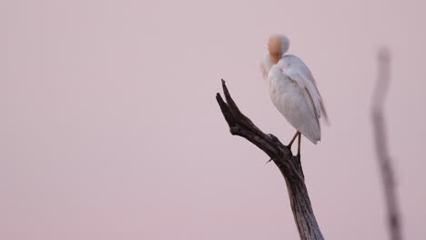 garza de ganado en la rama de un árbol arreglando sus plumas en el lago kariba en áfrica