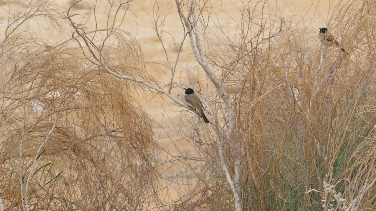 덤불 위 에 앉아 있는 두 마리 의  안경 불