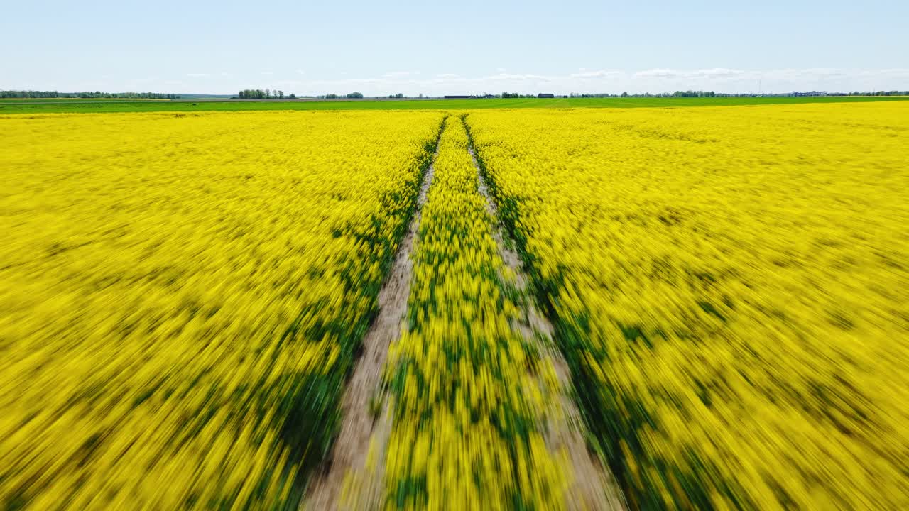 Aerial establishing of blooming rapeseed field with symmetrical tractor lines in bright sunlight