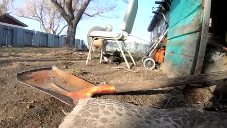 SLOW-MOTION---White-husky-dog-playing-with-a-tabby-cat-in-the-backyard-of-a-home