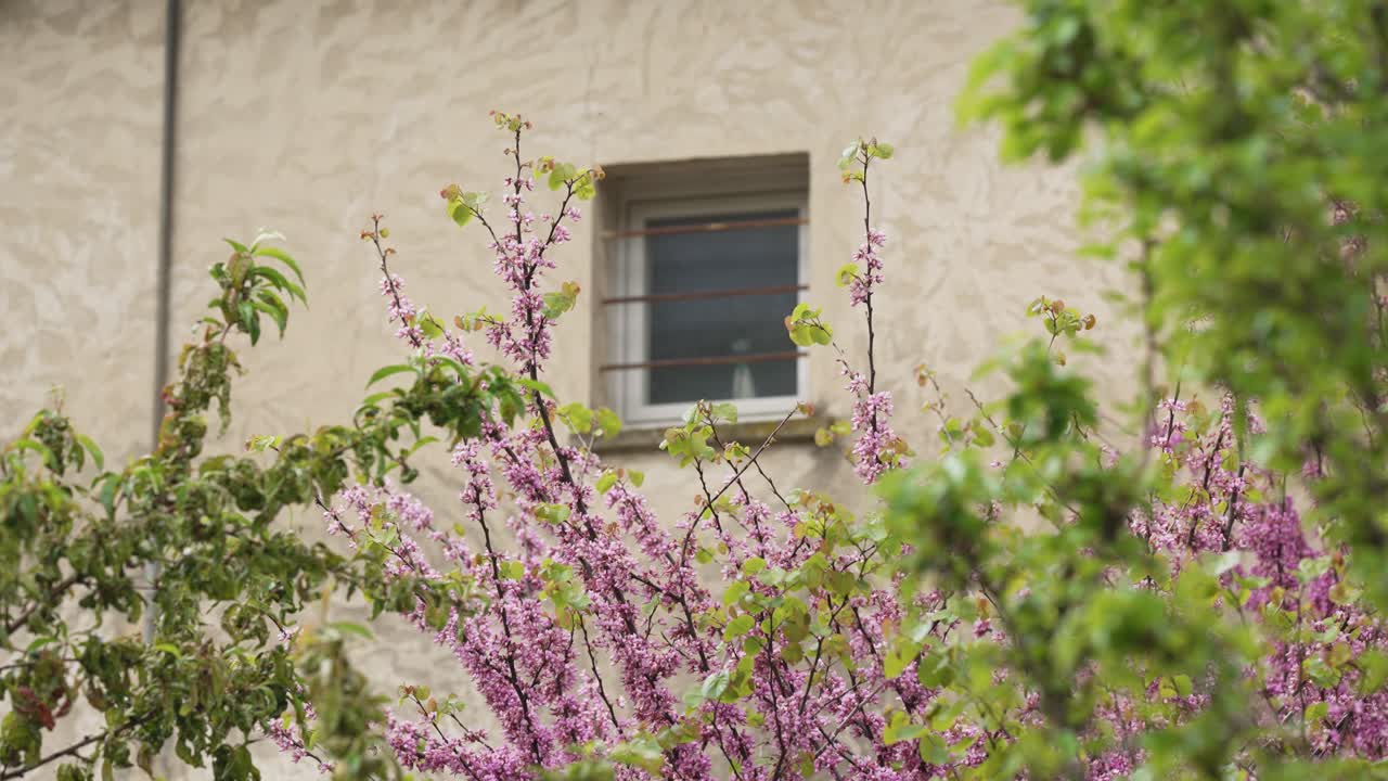 красивый цветок из сада французской деревни