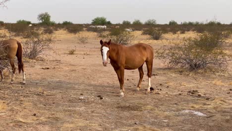 野生の馬がカメラを見つめる、ソノラ砂漠、スコッツデール、アリゾナ