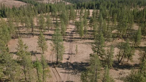 Aerial-view-following-motorcycle-rider-down-forest-road-surrounded-by-trees