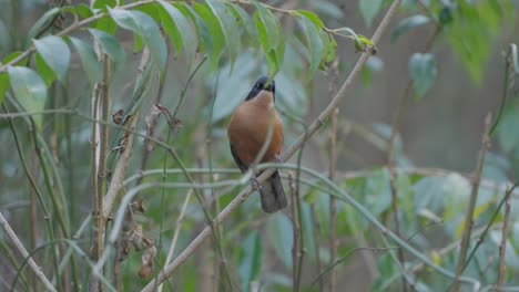 Fulchoki-Godawori-En-Katmandú-Es-El-Hogar-De-Aves-Raras-De-Nepal