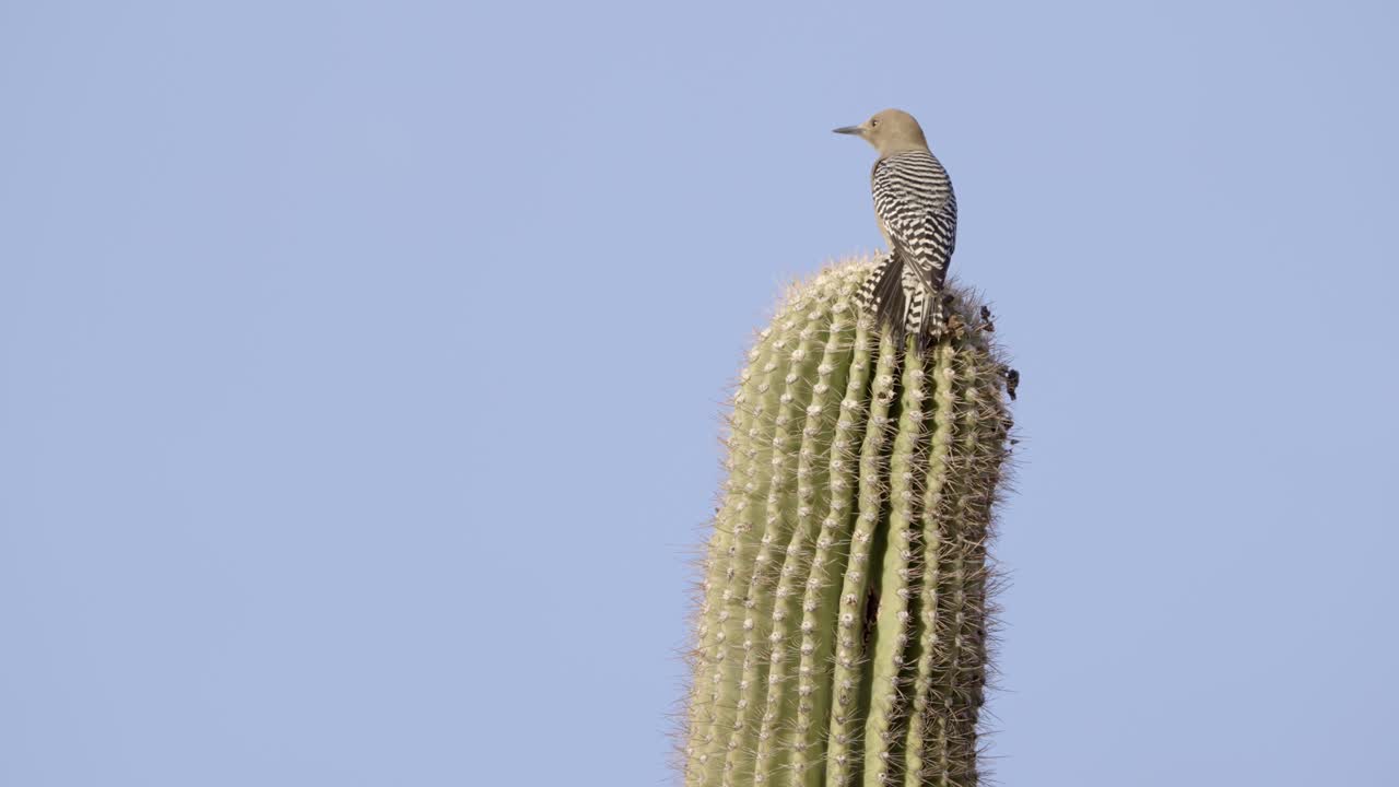 이랍니다 선인장에 자리 잡은 길라 딱따구리가 주위를 둘러 본다.
