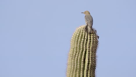 gila woodpecker perched on saguaro cactus looks around