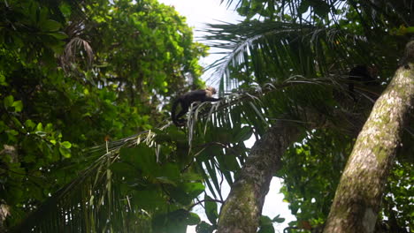 wild capuchin white-faced monkey climbing in a tropical forest in central america