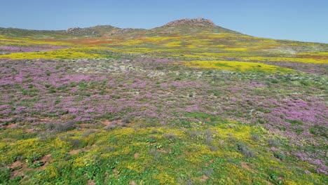 Aerial-view-of-the-spectacular-colorful-annual-wildflowers-of-Namaqualand,-Northern-Cape,-South-Africa