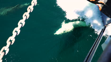 Dolphins-Swimming-In-Front-Of-The-Boat-Cruising-In-The-Sea