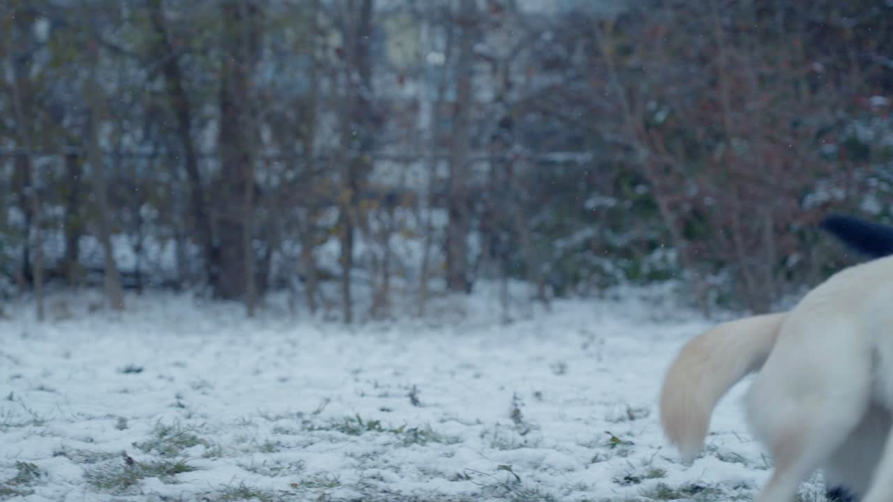 눈 속에서 시베리안 허스키를 노는 검은색과 갈색 개