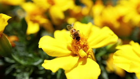 bee collecting nectar from a yellow marigold