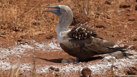 un booby de patas azules trata de enfriarse y proteger sus huevos del sol caliente en la isla de north seymour, cerca de santa cruz en las islas galápagos.