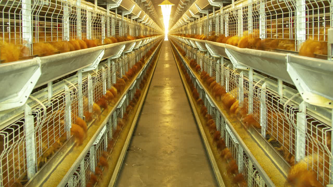 Timelapse de galinhas sendo alimentadas em gaiola de bateria comercial, criação intensiva