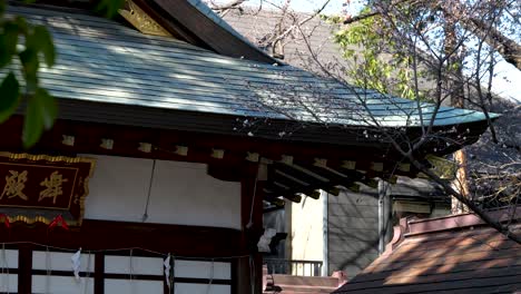 typical japanese temple with early blooming cherry blossoms