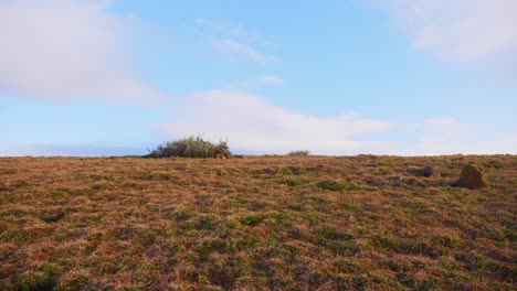 Küstengebirgshügel-Mit-Blauem-Himmel-Und-Weißen-Wolken-Darüber---Halbmondkopf---Nsw,-Australien