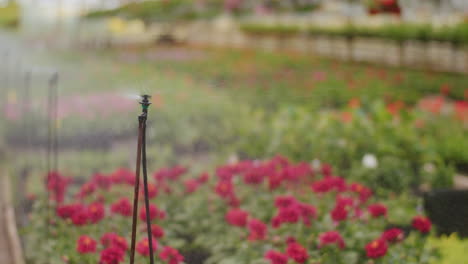 water sprinkling by flowering plants at greenhouse