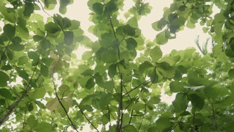 teak forests in the environment the leaf on tree low angle view and agricultural in plantation with green leaf at the countryside