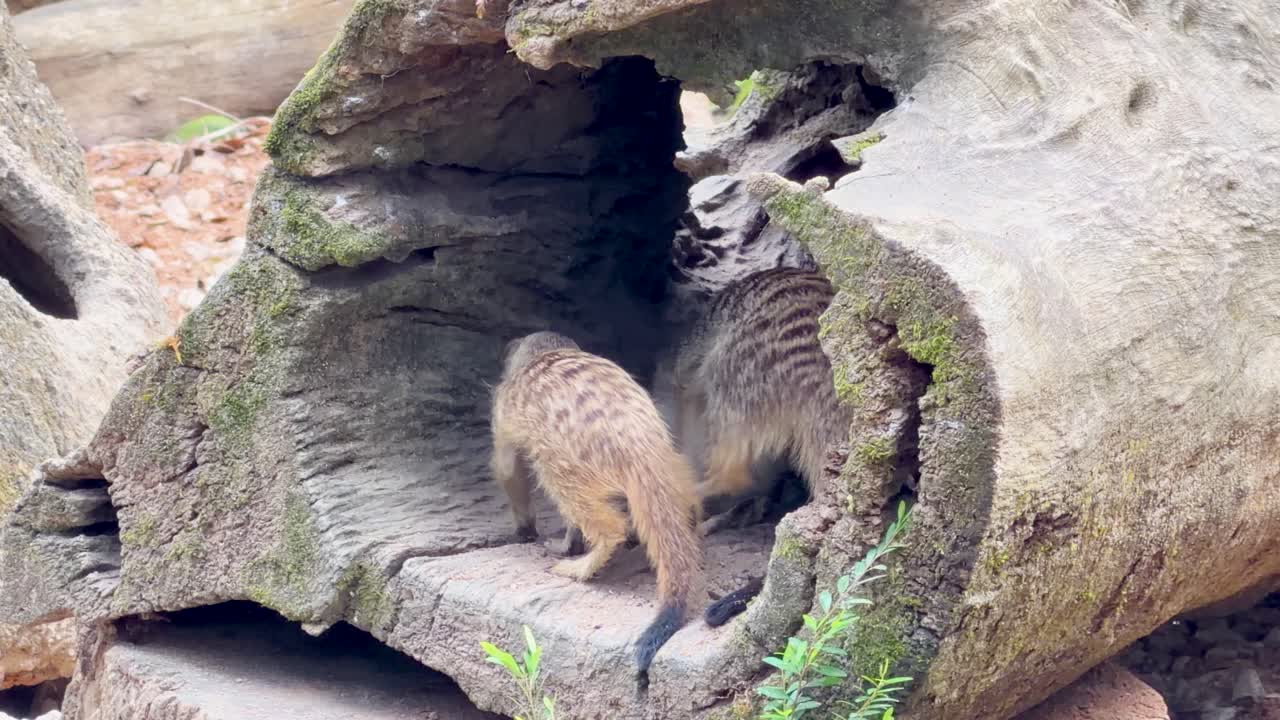Una mamma suricato e il suo cucciolo cercano cibo insieme all'interno di un tronco cavo alla luce naturale